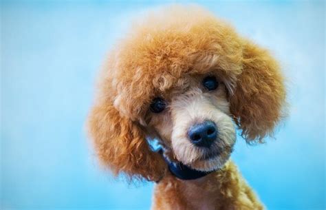 Poodle Names 450 Perfect Popular And Pretty Names For Poodles All