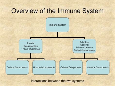 Ppt Overview Of The Immune System Powerpoint Presentation Free
