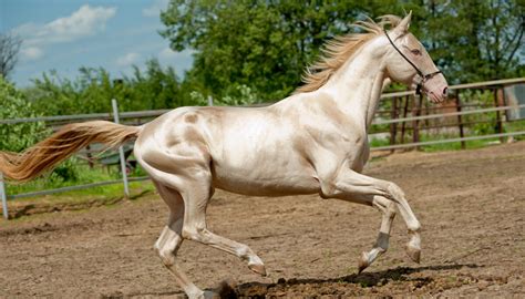 Here Are the Five Most Beautiful and Rare Horse Breeds in the World