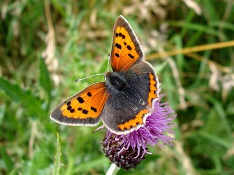 Of Butterflies And Moths Historic Environment Scotland Blog