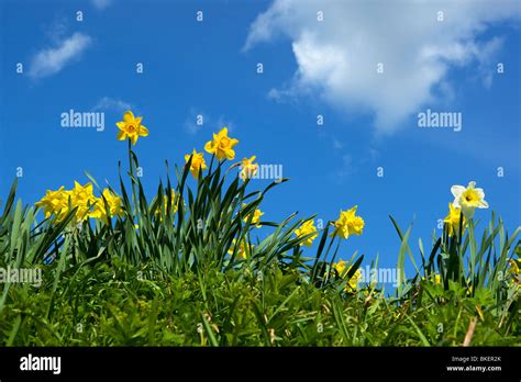 Daffodil Hi Res Stock Photography And Images Alamy