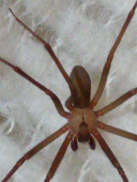 Male Loxosceles Reclusa Brown Recluse In Topeka Kansas United States