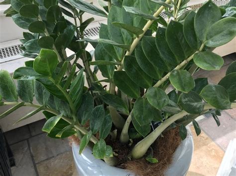 Secrets To Keeping Healthy House Plants Hennepin County