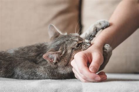 Why Does Your Cat Grab Your Hand And Bite You 8 Possible Reasons Hepper