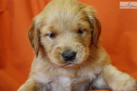 Wait for a grrand representative to contact you. Golden Retriever puppy for sale near Louisville, Kentucky ...