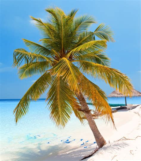 Palm Tree On A Sandy Beach At The Cyan Sea Maldivessea Tropical