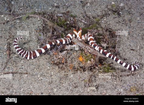 Thaumoctopus Mimicus Sea Snake Hi Res Stock Photography And Images Alamy