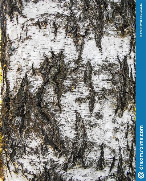 Birch Bark Texture Natural Background Close Up Birch Tree Wood Stock