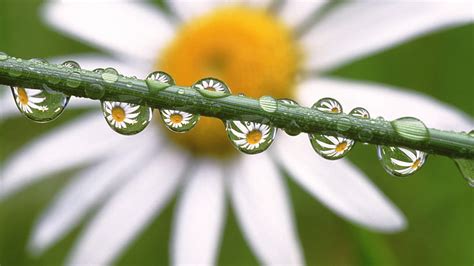 Water Dew Drops Flowers Daisy Daisies In The Dewdrops Hd Wallpaper