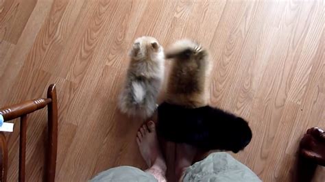 Cute Video Of Pomeranian Puppies Licking My Feet Youtube