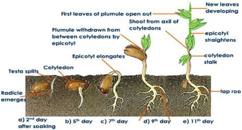 Seed Germination Diagram For Kids