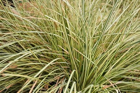 15 Best Ornamental Grasses That Grow In Shade