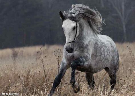 Horse Breed Orlov Trotter Horse Riding Holidays And Safaris