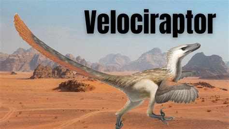Jurassic Park Had It Wrong True Velociraptor Facts Youtube