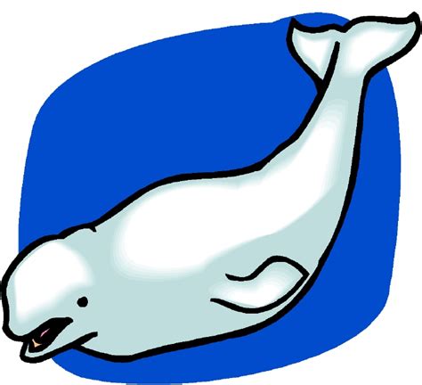 Free Beluga Whale Cliparts Download Free Clip Art Free