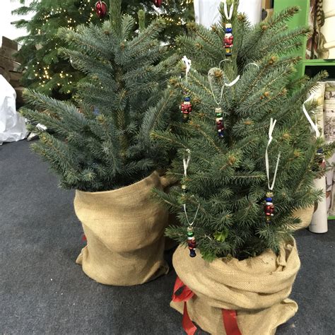 Small Table Top Real Blue Spruce Christmas Tree Rooted