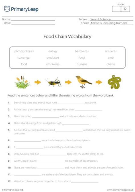 Science Food Chain Vocabulary Worksheet Uk