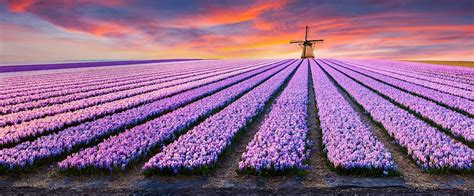 Discover The Vibrant Beauty Of Endless Tulip Fields In Holland Scenic