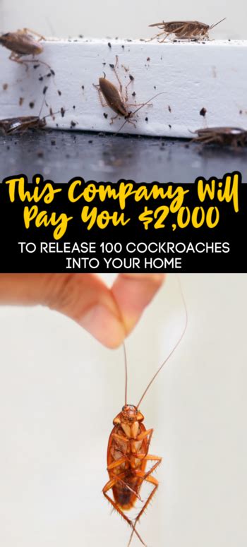 This Company Will Pay You 2000 To Release 100 Cockroaches Into Your