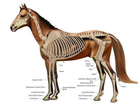Femur definition function diagram amp facts britannica. Why Do They Euthanize A Horse With A Broken Leg? » Science ABC
