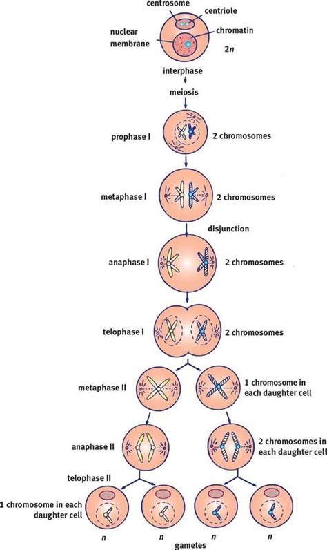 Meiosis Biology Lessons Meiosis Biology Notes