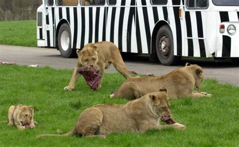 Six Lions Destroyed At Longleat Safari Park Metro News