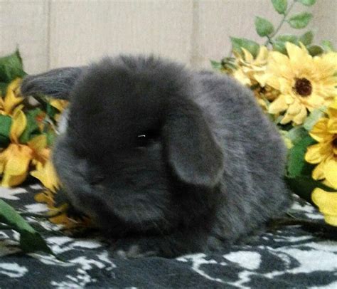 Four Week Old Bundle Of Fun Holland Lop Blue Born At Weedpatch