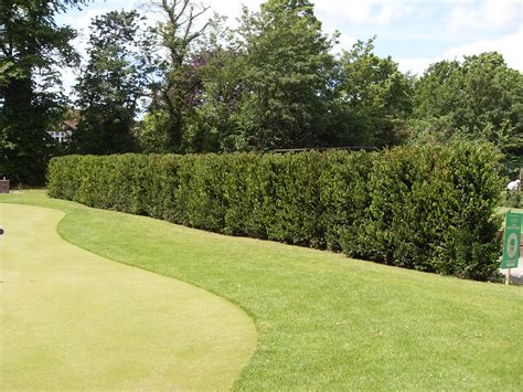 Yew Instant Hedge Mature Hedging From Practicality Brown