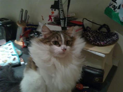 The Most Glorious Winter Manes On Beautiful Cats Petz
