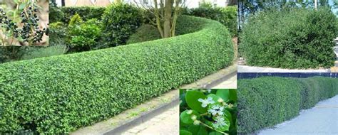 But state, regional, and national images of the map can be downloaded and printed in a variety of sizes and resolutions. Florida Privet (Forestiera Segregata) - Zone 8b-11 Part ...
