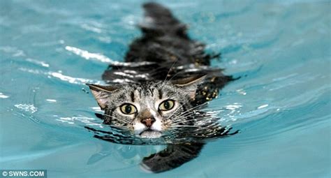 Cat Friday Cats Swimming Edition Bloglander