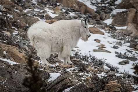 2019 Crazy Mountains Goat Count Rocky Mountain Goat Alliance