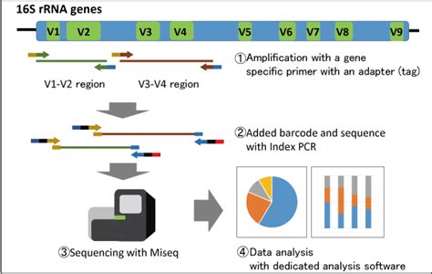 S Rrna Bacterial Flora Analysis Our Technologies Repertoire Genesis