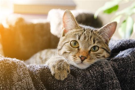 Communicating With Cats How To Understand Your Cat