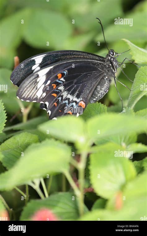 Australian Black Orchard Swallowtails High Resolution Stock Photography