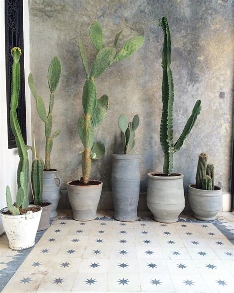 Great Idea 30 Awesome Indoor Cactus Ideas For Cozy Home Interior