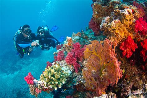 Dream Fiji Dive Vacation Fly And Sea Dive Adventures