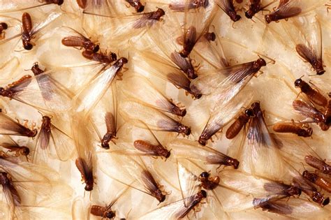 All About Termites Welcome Wildlife