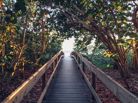 Free Images Beach Tree Nature Forest Branch Bridge Sunlight Leaf Flower Walkway