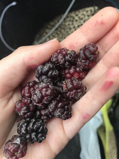 Does Anyone Know What Kind Of Berries These Are They Look