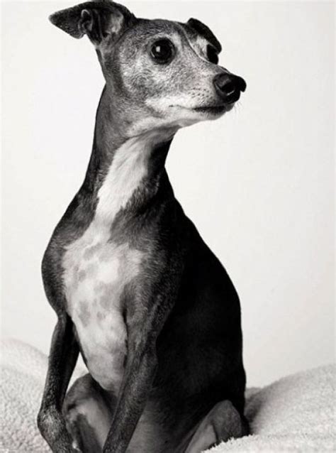 Lear grew up in the south of france and in switzerland, and studied art in paris and at saint marti. Audrey - 3 Jahre alt und 12 Jahre alt, Wie Hunde altern ...