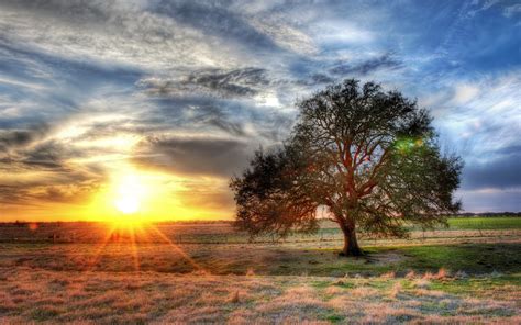 壁纸 孤独的树，草，太阳射线，日落，云海 2560x1600 Hd 高清壁纸 图片 照片
