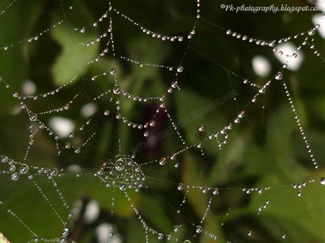 Dew Drops On Spider Web Nature Cultural And Travel Photography Blog