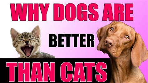 14 Reasons Why Dogs Are Better Than Cats Youtube