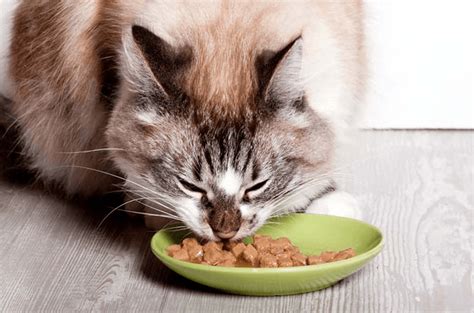 As you might know, indoor cats tend to get less exercise than cats who are allowed outdoors. 7 Best Canned Cat Food for Indoor Cats (Updated 2018 ...