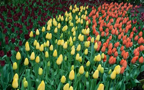 Beautiful Tulip In Spring Garden Stock Photo Image Of Macro Flower