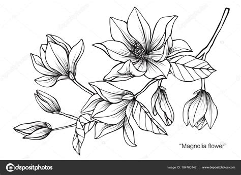 Sammlung von a r • zuletzt aktualisiert: Illustration Dessin Fleurs Magnolia Noir Blanc Avec Line ...