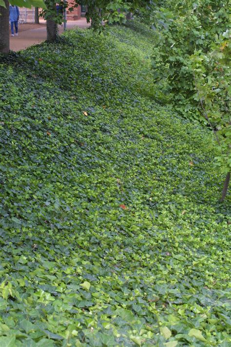 Best Ground Cover For Ivy Ground Cover Good