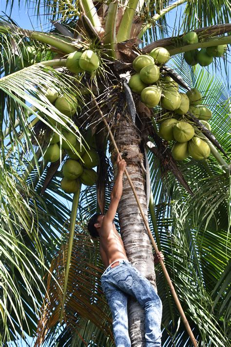 Philippines Coconut Tree Coconut Tree Photography