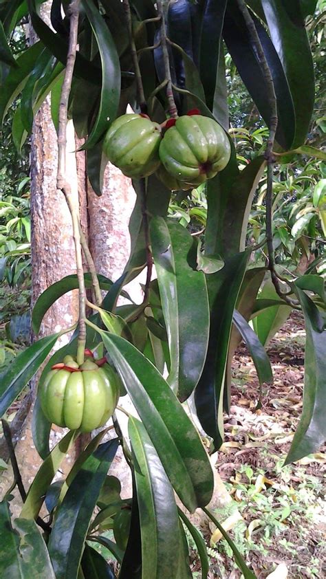 Asam Gelugur Is A Tropical Fruit Tree Native To Peninsular Malaysia